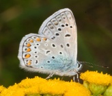 Polyommatus eros