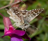 Pyrgus cinarae