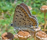 Lycaena tityrus