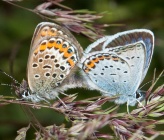 Plebejus idas
