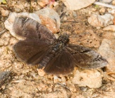 Erynnis marloyi
