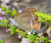 Satyrium spini