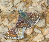 Pyrgus armoricanus