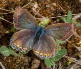 Polyommatus icarus