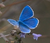 Polyommatus icarus - αρσενικό