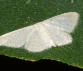Idaea dilutaria