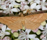 Idaea ochrata