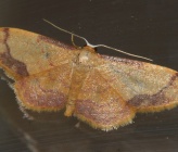 Idaea ostrinaria