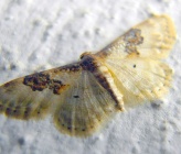 Idaea rusticata
