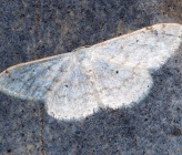 Idaea seriata