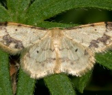 Idaea trigeminata