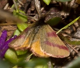 Lythria cruentaria