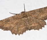 Nychiodes dalmatina