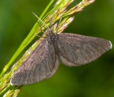 Odezia atrata