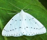 Orthostixis cribraria