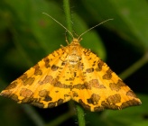 Pseudopanthera macularia