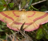 Rhodostrophia calabra