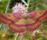 Rhodostrophia discopunctata