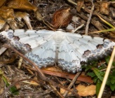 Scopula decorata
