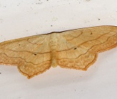 Scopula imitaria
