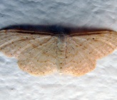 Scopula minorata