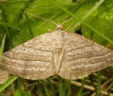 Scotopteryx coarctaria