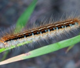 Malacosoma castrense