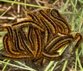 Malacosoma franconica