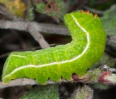 Amphipyra effusa