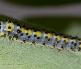 Diloba caeruleocephala