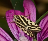 Emmelia trabealis