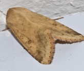 Heliothis nubigera