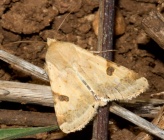 Heliothis peltigera