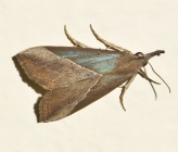 Hypena lividalis