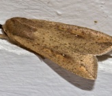 Mythimna unipuncta