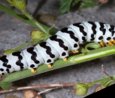 Shargacucullia lychnitis