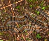 Thaumetopoea pityocampa