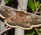 Saturnia pyri
