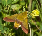 Hemaris croatica