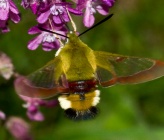 Hemaris fuciformis