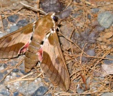 Hyles euphorbiae