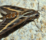Hyles lineata