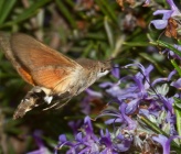 Macroglossum stellatarum