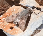 Macroglossum stellatarum