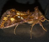 Chrysodeixis chalcites