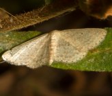 Idaea elongaria