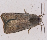 Amphipyra tragopoginis