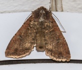 Apamea crenata