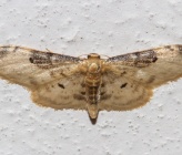 Idaea filicata