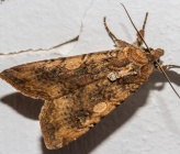 Peridroma saucia